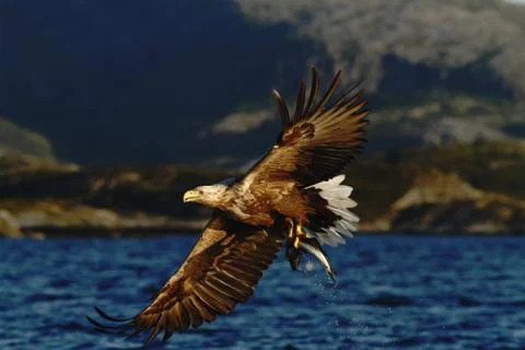 White-tailed eagle in flight, eagle with a fish which has been just plucked f Stock Photos