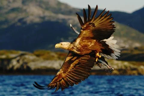 White-tailed eagle in flight, eagle with a fish which has been just plucked f Stock Photos