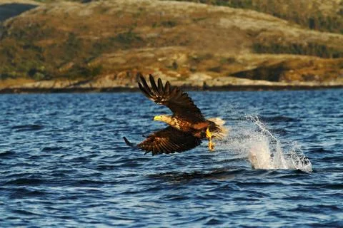 White-tailed eagle in flight, eagle with a fish which has been just plucked f Stock Photos