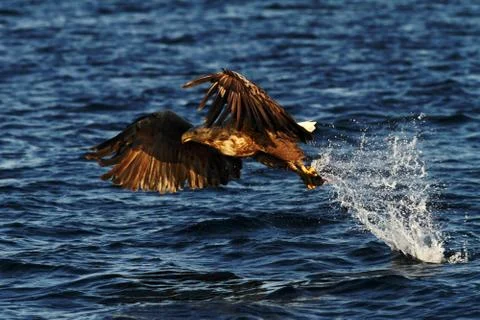 White-tailed eagle in flight, eagle with a fish which has been just plucked f Stock Photos
