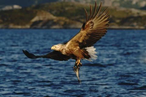 White-tailed eagle in flight, eagle with a fish which has been just plucked f Stock Photos