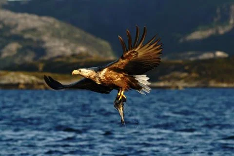 White-tailed eagle in flight, eagle with a fish which has been just plucked f Stock Photos