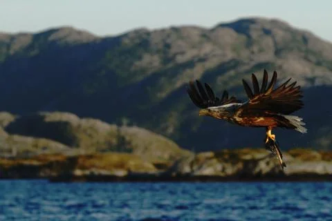 White-tailed eagle in flight, eagle with a fish which has been just plucked f Stock Photos