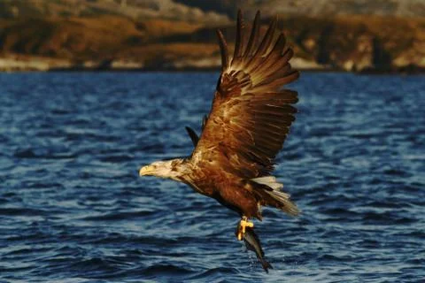 White-tailed eagle in flight, eagle with a fish which has been just plucked f Stock Photos