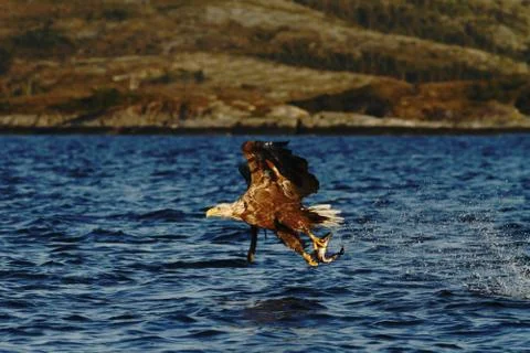 White-tailed eagle in flight, eagle with a fish which has been just plucked f Stock Photos