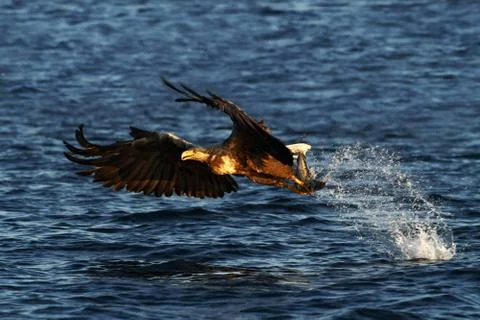 White-tailed eagle in flight, eagle with a fish which has been just plucked f Stock Photos