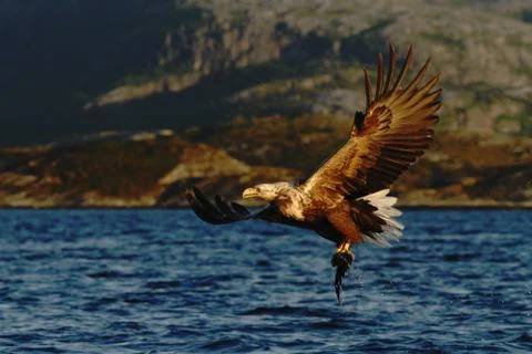 White-tailed eagle in flight, eagle with a fish which has been just plucked f Stock Photos
