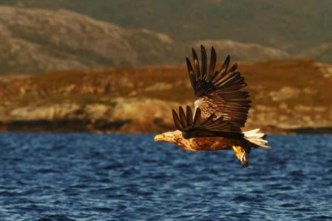 White-tailed eagle in flight, eagle with a fish which has been just plucked f Stock Photos