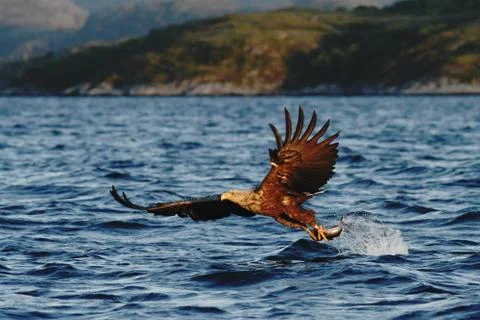 White-tailed eagle in flight, eagle with a fish which has been just plucked f Stock Photos
