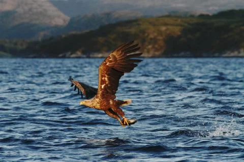 White-tailed eagle in flight, eagle with a fish which has been just plucked f Stock Photos