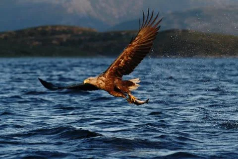 White-tailed eagle in flight, eagle with a fish which has been just plucked f Stock Photos