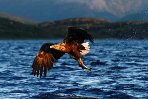 White-tailed eagle in flight, eagle with a fish which has been just plucked f Stock Photos