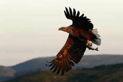 White-tailed eagle in flight, eagle with a fish which has been just plucked f Stock Photos