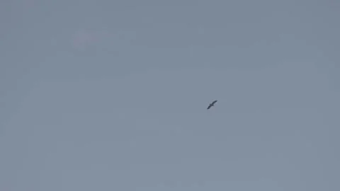 White tailed eagle in flight Stock Footage 159421557