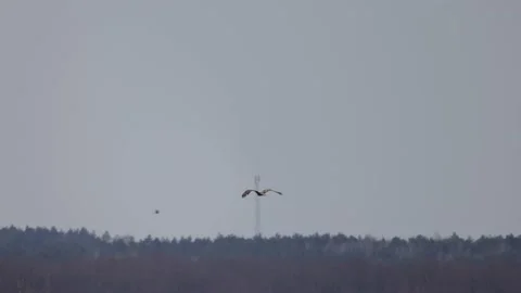 A white-tailed eagle in flight, a forest and a tower in the background, 4K slomo 스톡 동영상 176290392