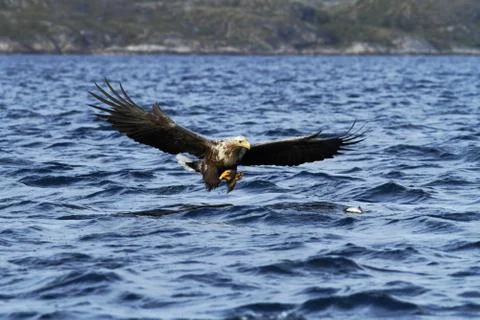 White-tailed eagle in flight hunting fish from sea,Norway,Haliaeetus albicill Stock Photos