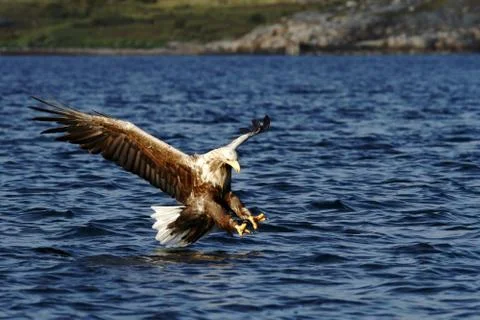 White-tailed eagle in flight hunting fish from sea,Norway,Haliaeetus albicill Stock Photos