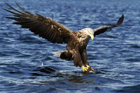 White-tailed eagle in flight hunting fish from sea,Norway,Haliaeetus albicill Stock Photos