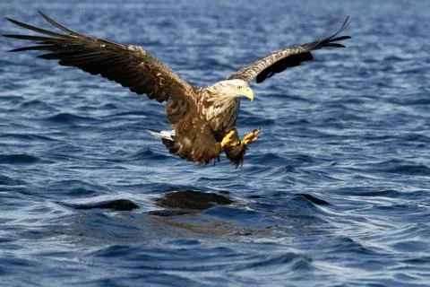 White-tailed eagle in flight hunting fish from sea,Norway,Haliaeetus albicill Stock Photos