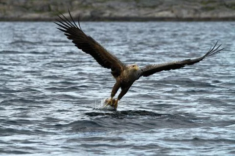 White-tailed eagle in flight hunting fish from sea,Norway,Haliaeetus albicill Stock Photos