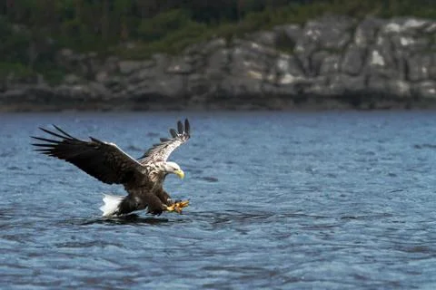 White-tailed eagle in flight hunting fish from sea,Norway,Haliaeetus albicill Stock Photos