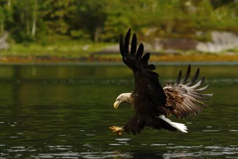 White-tailed eagle in flight hunting fish from sea,Norway,Haliaeetus albicill Stock Photos