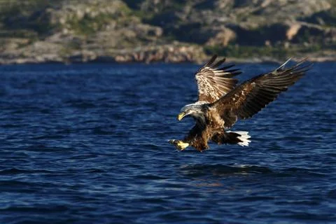 White-tailed eagle in flight hunting fish from sea,Norway,Haliaeetus albicill Stock Photos