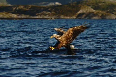 White-tailed eagle in flight hunting fish from sea,Norway,Haliaeetus albicill Stock Photos