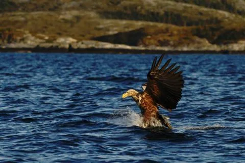 White-tailed eagle in flight hunting fish from sea,Norway,Haliaeetus albicill Stock Photos