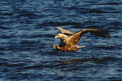 White-tailed eagle in flight hunting fish from sea,Norway,Haliaeetus albicill Stock Photos