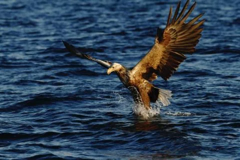 White-tailed eagle in flight hunting fish from sea,Norway,Haliaeetus albicill Stock Photos