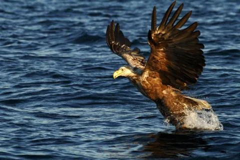White-tailed eagle in flight hunting fish from sea,Norway,Haliaeetus albicill Stock Photos
