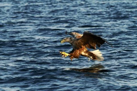 White-tailed eagle in flight hunting fish from sea,Norway,Haliaeetus albicill Stock Photos