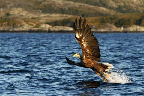White-tailed eagle in flight hunting fish from sea,Norway,Haliaeetus albicill Stock Photos