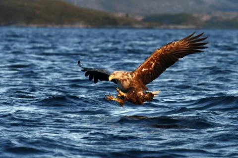 White-tailed eagle in flight hunting fish from sea,Norway,Haliaeetus albicill Stock Photos