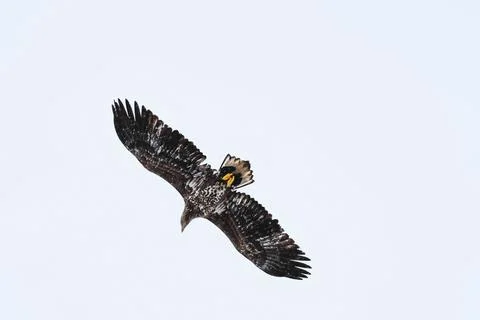 White tailed eagle in flight over Lofoten island, Norway Stock Photos