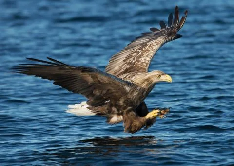 A White-tailed Eagle in flight Stock Photos
