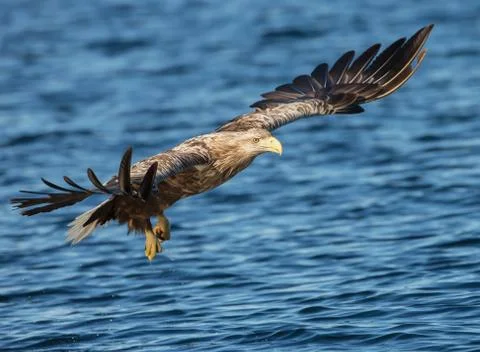 White-tailed Eagle in flight Stock Photos