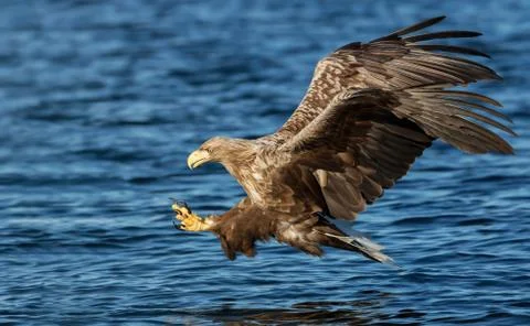 White-tailed Eagle in flight Stock Photos