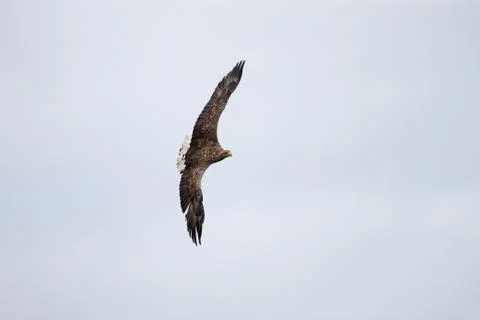 White - tailed eagle in flight. Stock Photos