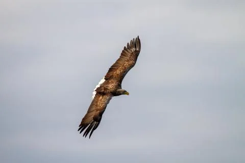 White - tailed eagle in flight. Stock Photos