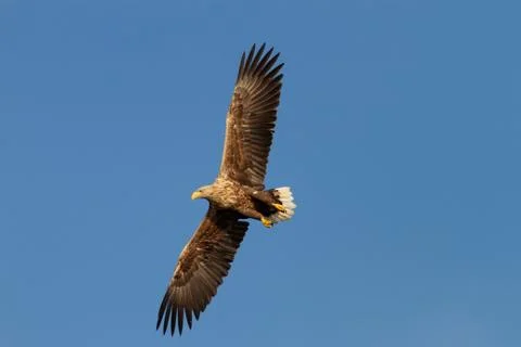 White - tailed eagle in flight. Stock Photos