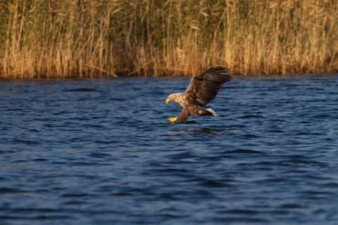 White - tailed eagle in flight. Stock Photos