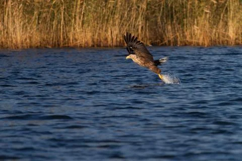 White - tailed eagle in flight. Stock Photos