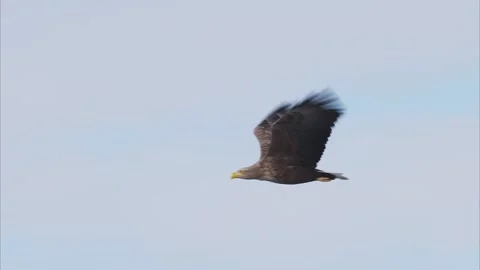 White-tailed eagle flight (slow motion) Stock Footage 320514002
