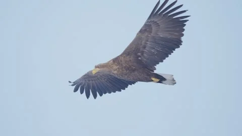 White tailed eagle in flight in slow motion, bird of prey flying in sky Stock Footage 326697575