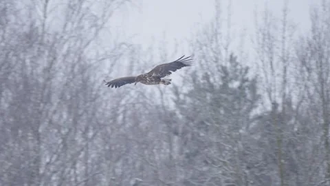 White tailed eagle in flight in slow motion, bird of prey flying in sky Stock Footage 327734272