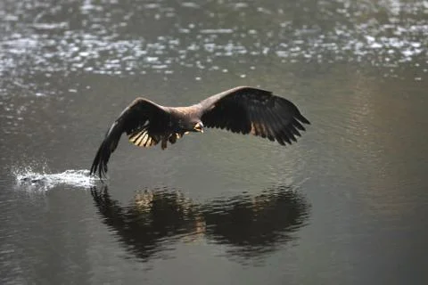 White-tailed eagle flying above the water, fly on the water, natural scene,   Stock Photos