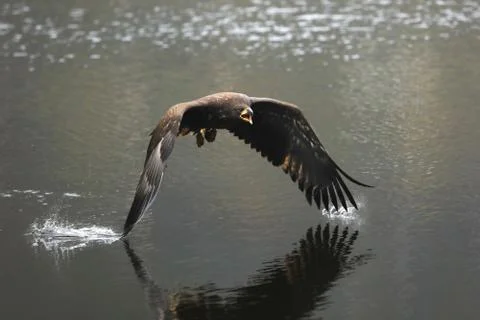 White-tailed eagle flying above the water, wings in water, natural scene,  Ha Foto stock