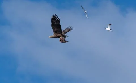 White Tailed Eagle flying with catch and followed by other birds Stock Photos